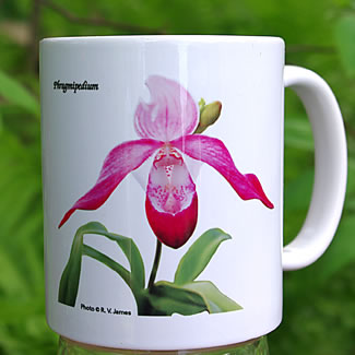 mug DS-022 Phragmipedium 7041.jpg